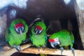 Wild parrot bird, green parrot Great-Green Macaw, Ara ambigua. Green big parrot sitting on the branch Royalty Free Stock Photo