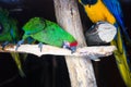 Wild parrot bird, green parrot Great-Green Macaw, Ara ambigua. Green big parrot sitting on the branch Royalty Free Stock Photo