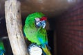 Wild parrot bird, green parrot Great-Green Macaw, Ara ambigua. Green big parrot sitting on the branch Royalty Free Stock Photo