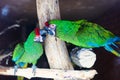 Wild parrot bird, green parrot Great-Green Macaw, Ara ambigua. Green big parrot sitting on the branch Royalty Free Stock Photo