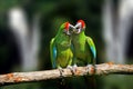 Wild parrot bird, green parrot Great-Green Macaw, Ara ambigua Royalty Free Stock Photo