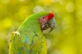 Wild parrot bird, green parrot Great-Green Macaw, Ara ambigua. Wild rare bird in the nature habitat. Green big parrot sitting on t