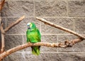 Wild parrot bird, green parrot Great-Green Macaw, Ara ambigua. Wild rare bird in the nature habitat. Green big parrot sitting on t Royalty Free Stock Photo