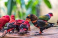 Wild parrots bird. Colorful parrot in Bali zoo, Indonesia.