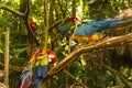 Wild Parrots