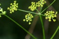 Wild parsnip flower (Pastinaca sativa)