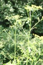 Wild Parsnip (Pastinaca sativa)