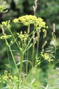 Wild Parsnip (Pastinaca sativa)