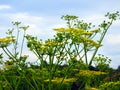 Wild Parsnip toxic roadside wildflower in NYS Royalty Free Stock Photo