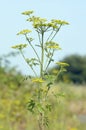 Wild Parsnip