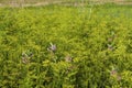 Wild Parsnip   814339 Royalty Free Stock Photo