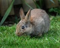 Wild part grown rabbit feeding on house lawn.