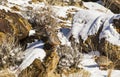 Chukar Partridges Bird In Snow Covered Rocks