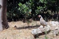Wild Partridge sits on a stone in a forest