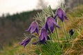 Wild Pasque flower, Pulsatilla vulgaris, first spring flower