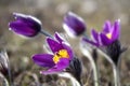 Wild Pasque flower, Pulsatilla vulgaris, spring flower Royalty Free Stock Photo