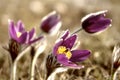 Wild Pasque flower, Pulsatilla vulgaris