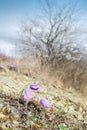 Wild pasque flowers