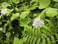 wild Passiflora foetida plant in the bushy meadow.