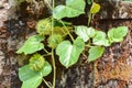 Wild passionflower fruit