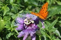 Wild passionflower and Gulf Fritillaries Royalty Free Stock Photo