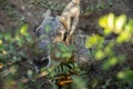 Wild patagonian mara with green leaves in front of it. A curious patagonian mara next to tree leaves. Royalty Free Stock Photo