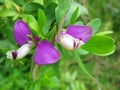 Wild pea flower Royalty Free Stock Photo