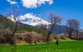 Under the snow mountain, peach blossoms