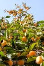 Wild peaches tree Royalty Free Stock Photo