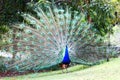 Wild Peacock