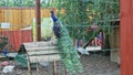 Wild peacock with beautiful tail sits on wooden crossboard