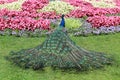 Wild peacock in the garden Royalty Free Stock Photo