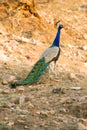 A wild peacock, Rajasthan, India. Royalty Free Stock Photo