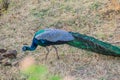 Wild peacock in Uda Walawe National Park, Sri Lan