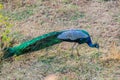 Wild peacock in Uda Walawe National Park, Sri Lan