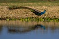 Peacock Walks Along Reflective Waters Royalty Free Stock Photo