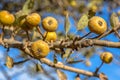 Wild pear fruit on branch