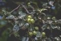 Wild pear with infected leaves. Disease on the leaves of a pear