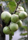 Close up shot of wild pears hanging on branches.