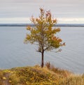 Wild pear tree with autumn leaves on hill over reservoir Royalty Free Stock Photo