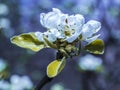 Wild pear tree blossoms in the spring. Magical spring season. Royalty Free Stock Photo