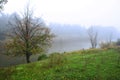 Wild pear tree with yellow leaves and mist on the hill with green grass on the edge of the pine forest near the pond, early mornin Royalty Free Stock Photo