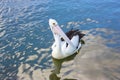 Wild pelican