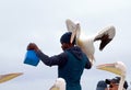 Wild Pelican lands on an African guide