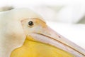 Wild Pelican Portrait