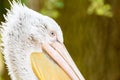 Wild Pelican Portrait