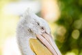 Wild Pelican Portrait