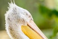 Wild Pelican Portrait