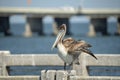Wild pelican sea bird perching on harbor railing in Florida. Wildlife in Southern USA