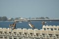 Wild pelican sea bird perching on harbor railing in Florida. Wildlife in Southern USA Royalty Free Stock Photo